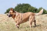 BOUVIER AUSTRALIEN 105